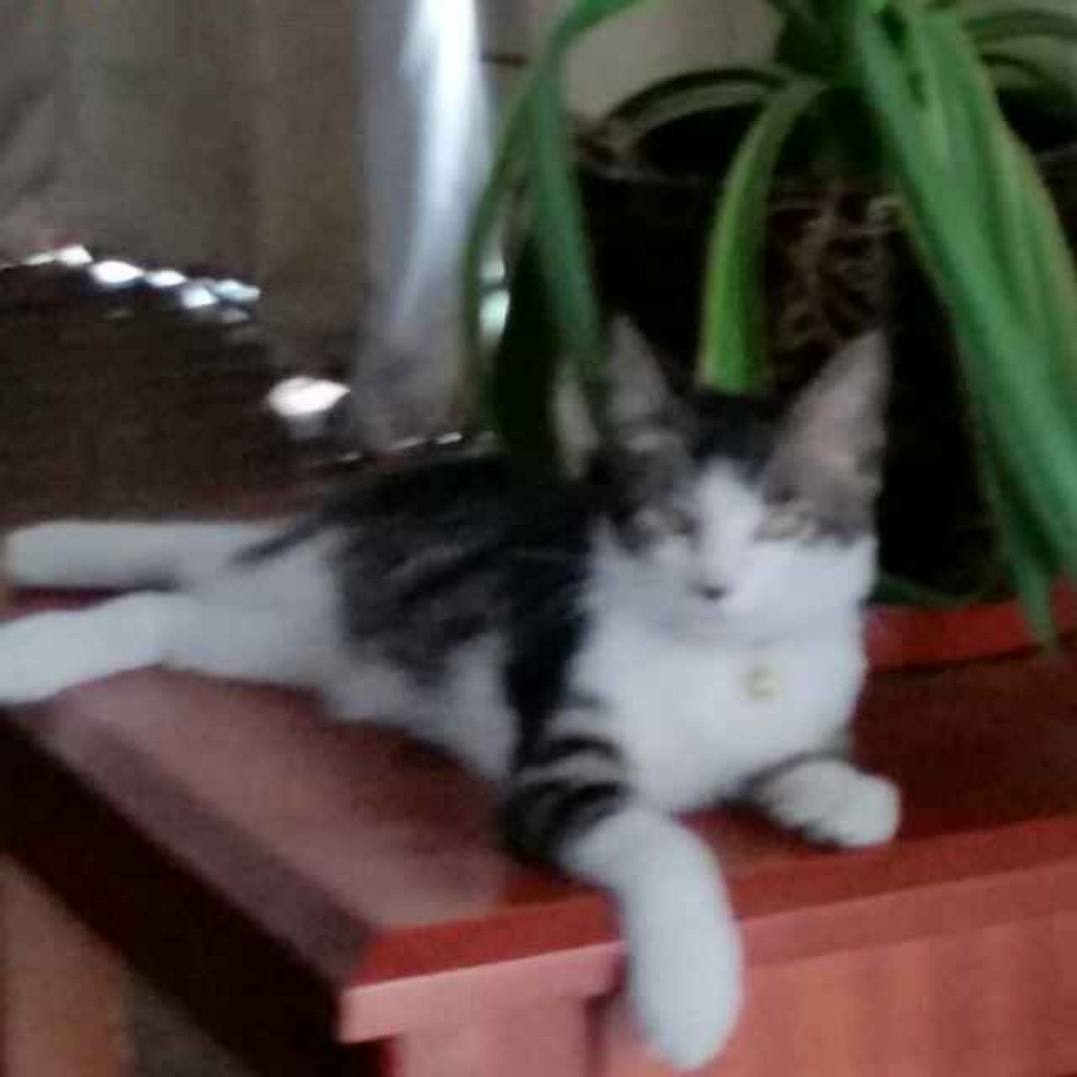 Lai Fu, the first rescued family cat