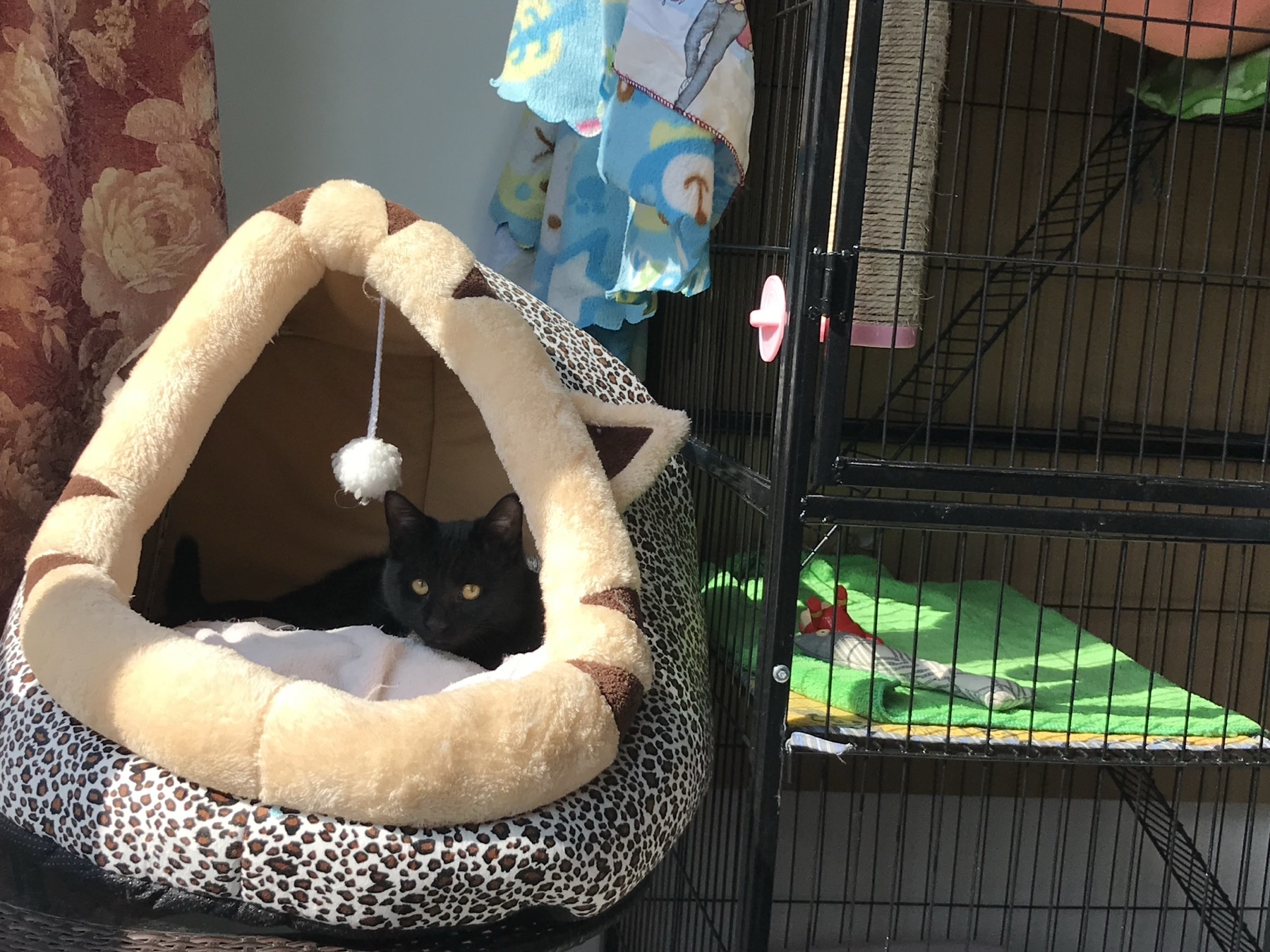The black cat resting in a cat bed near a cage