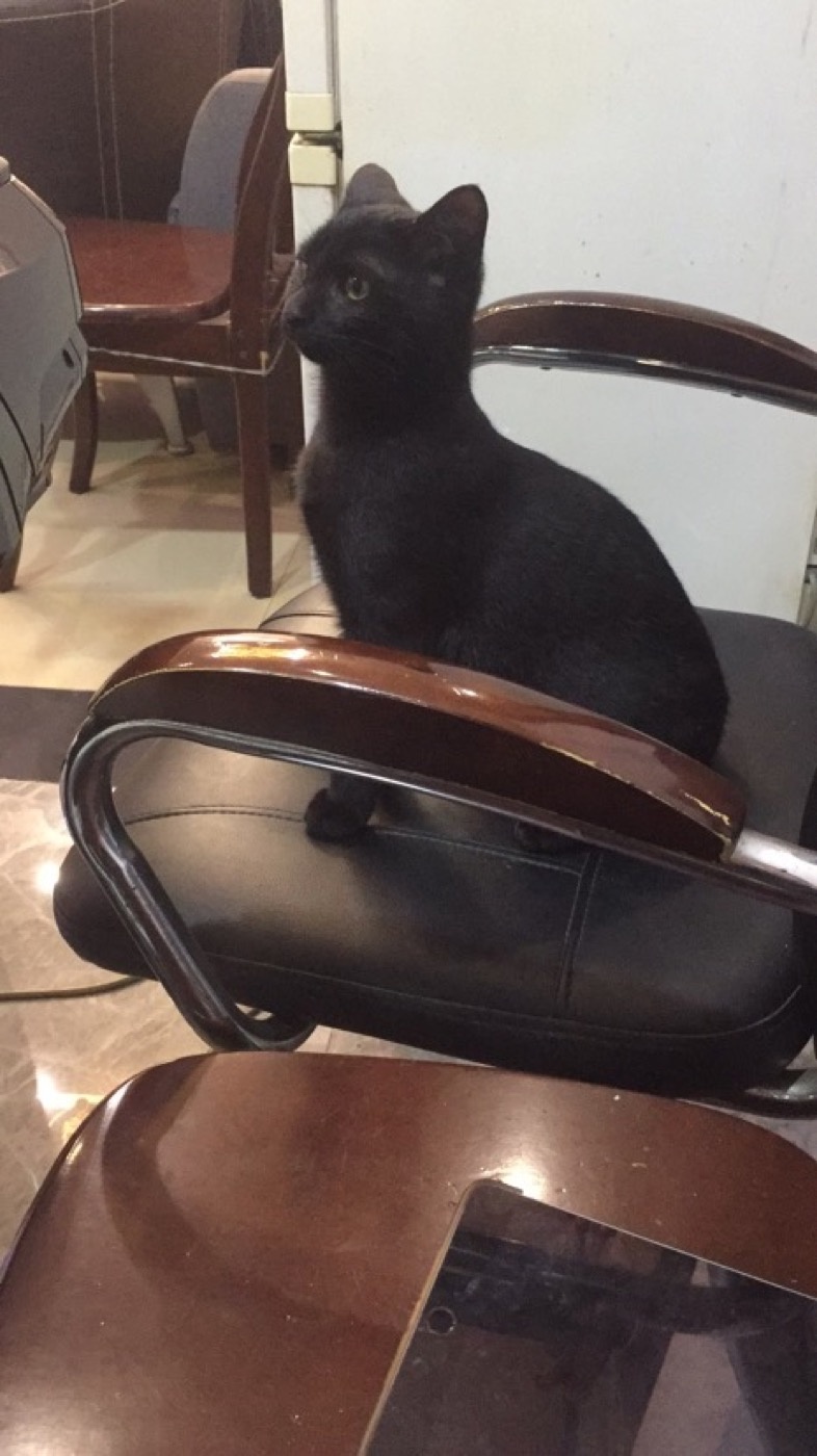The black kitten sitting on a chair