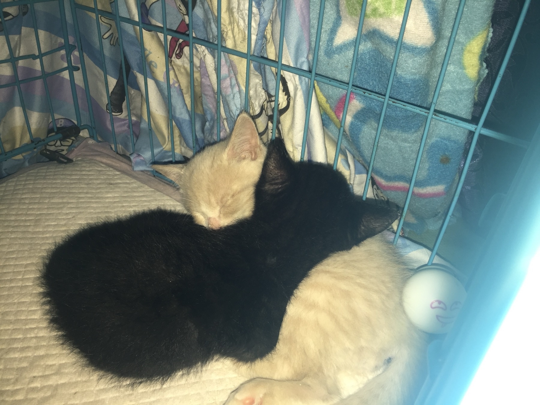 Rescued winter kittens resting together