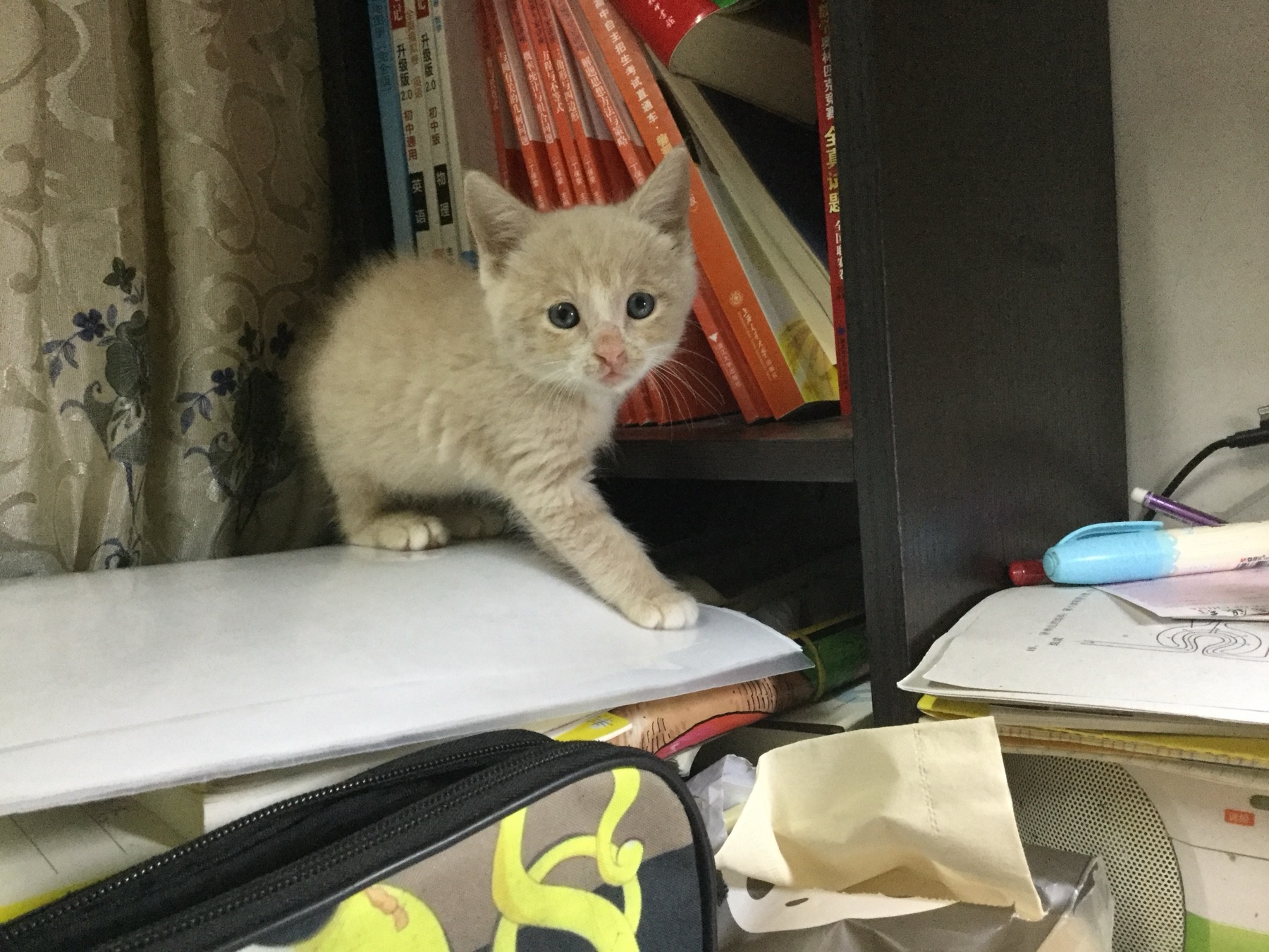The white kitten originally named Xiao Maqiu