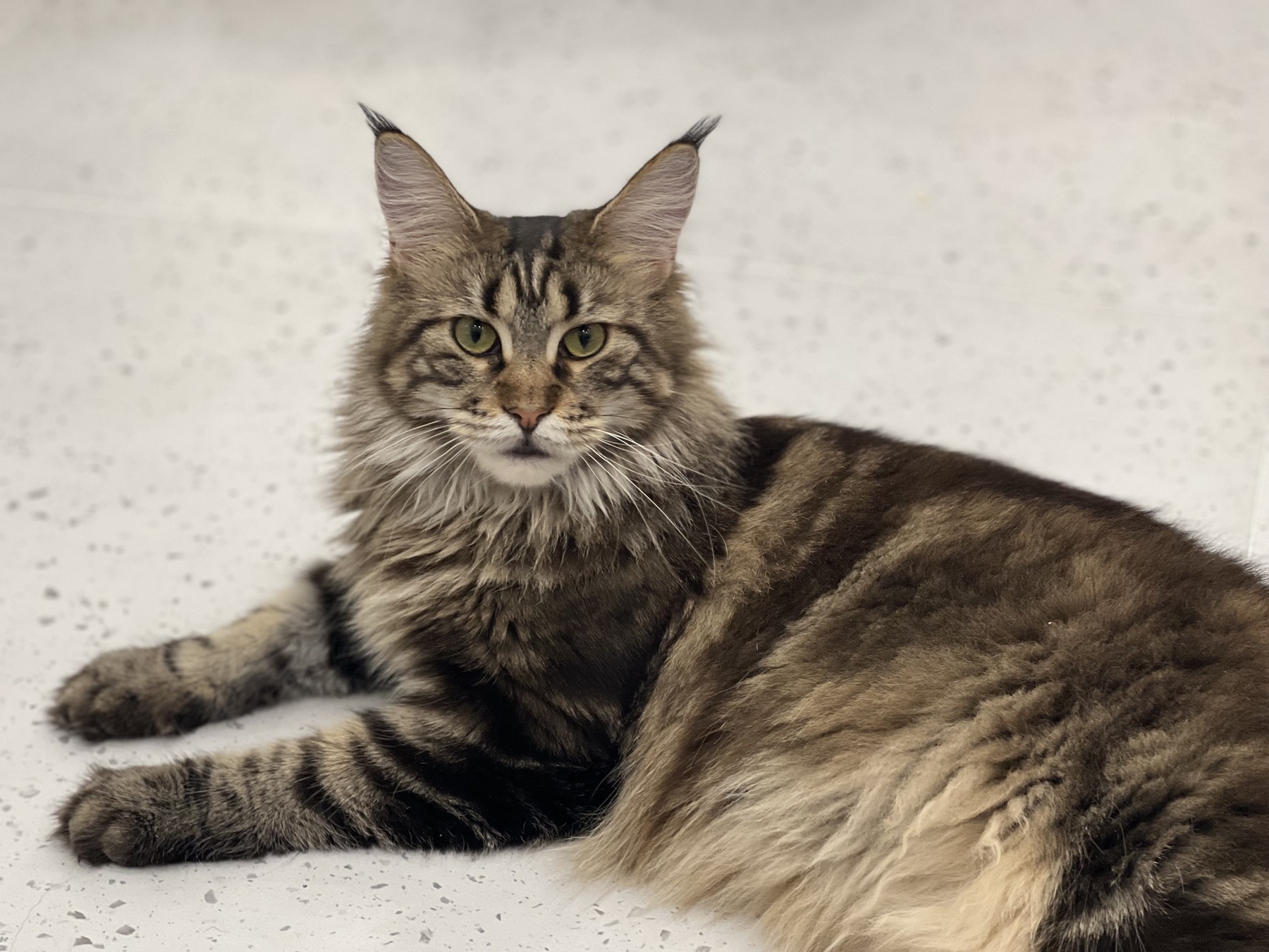 Maine Coon at a cat cafe