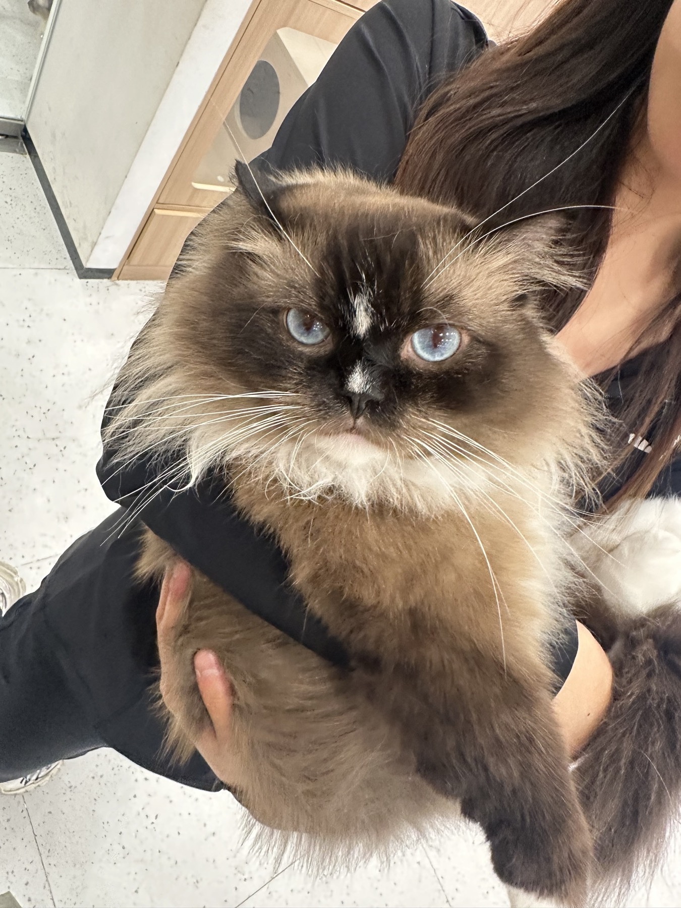 Ragdoll cat at a cat cafe