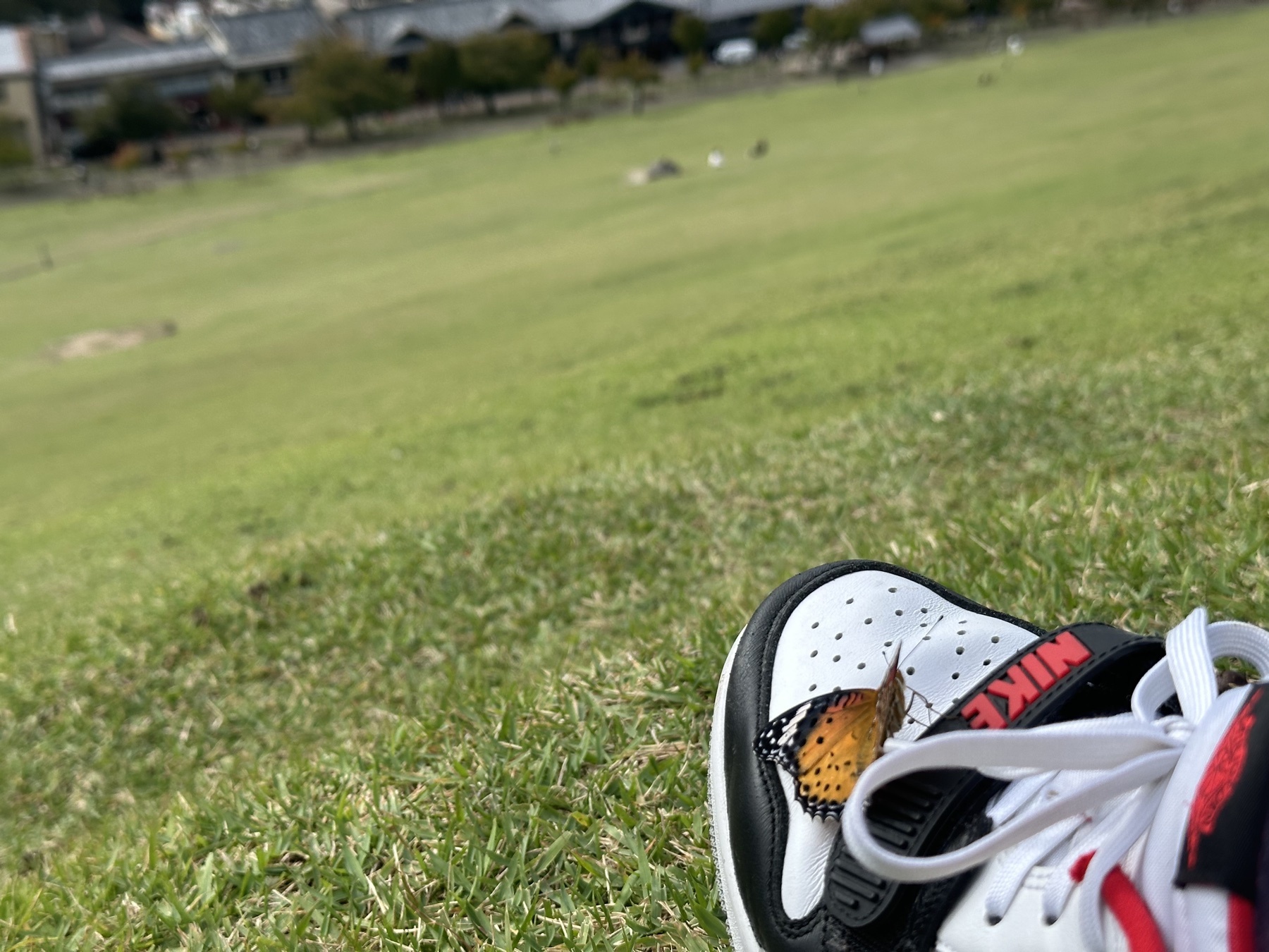 A butterfly resting on a shoe in the grass