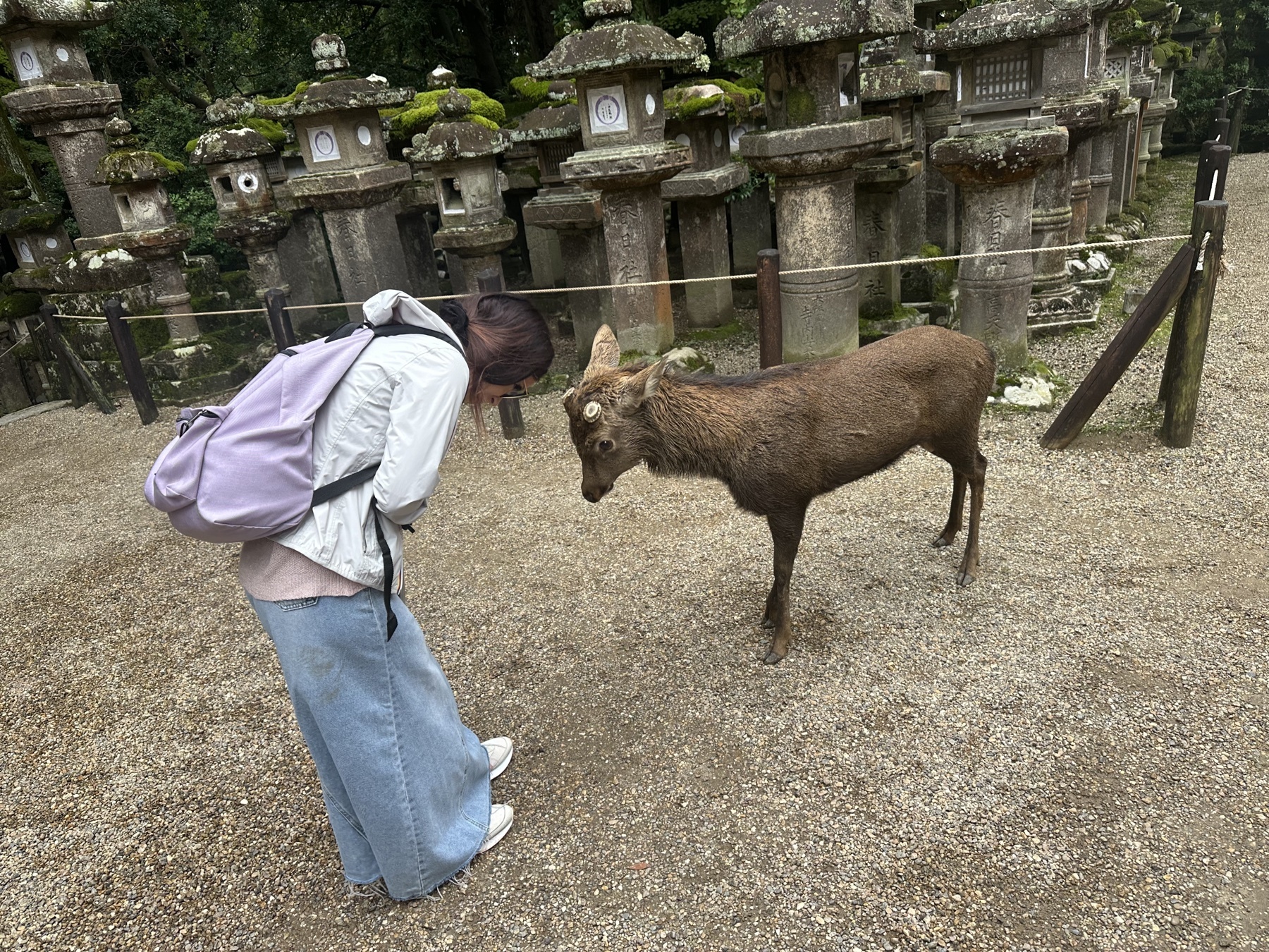 A person bowing to a deer in Nara