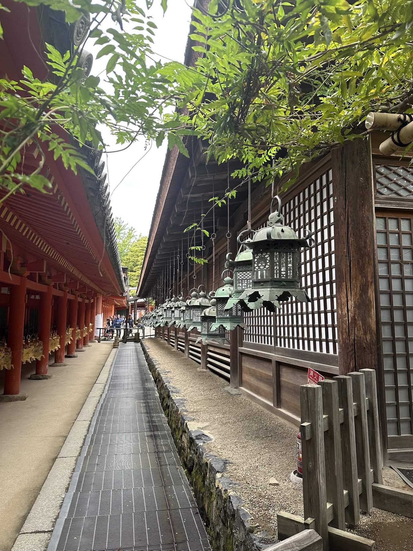 Shrine lanterns and green leaves in Nara