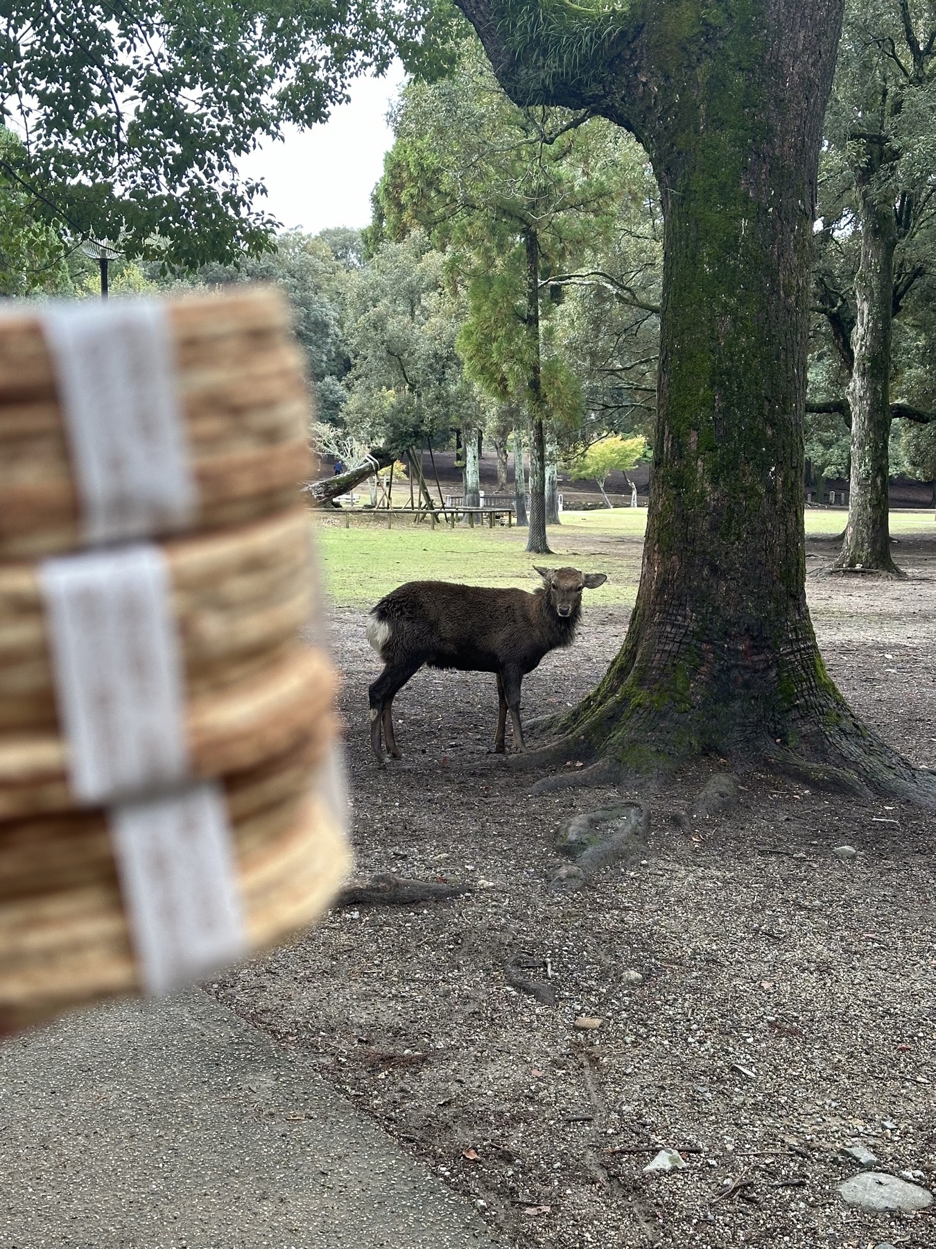 A deer watching a stack of crackers in Nara Park