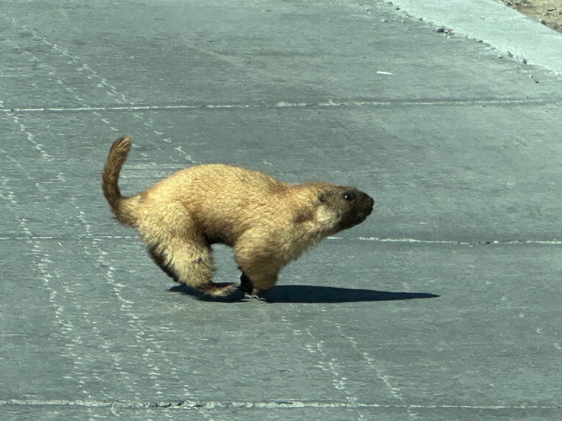 Small animal running across pavement in sunlight